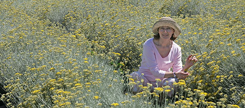 Ms. Lavenda in a Helichrysum field