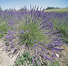 A single lavender plant