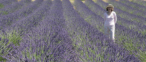 Ms. Lavenda in a lavender field