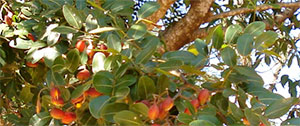 photo of the plant