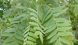 photo of the plant