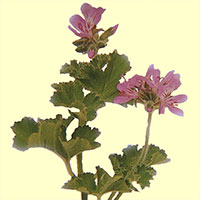 Geranium