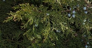 photo of the plant
