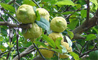 photo of the plant