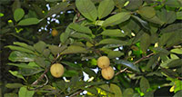 the plant