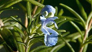 photo of the plant